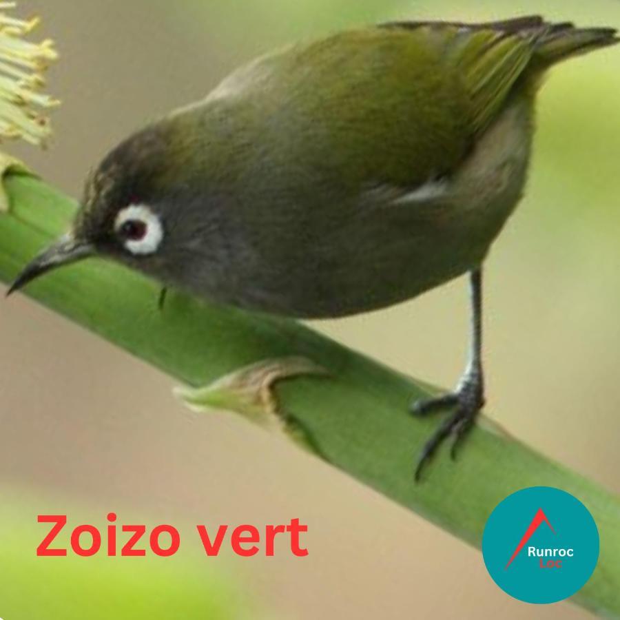 Zoizo Vert - Studio Au Calme Avec Jardin - St Leu Saint-Leu Exterior photo